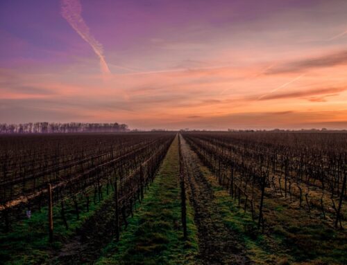Recent Dry Creek Valley Tour